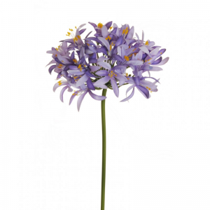 AGAPANTHUS H82 cm AG -lavender*
