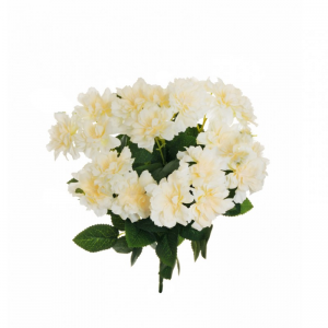 ROSE BUSH floribunda X7 H40 - cream *